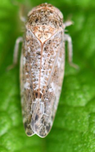 Réf. 325 288 : Allygidius sp.